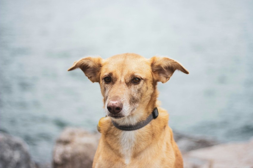 photo of brown coated dog