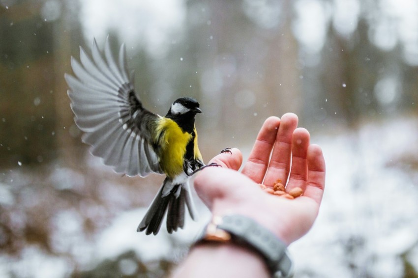 yellow and gray bird on persons hand