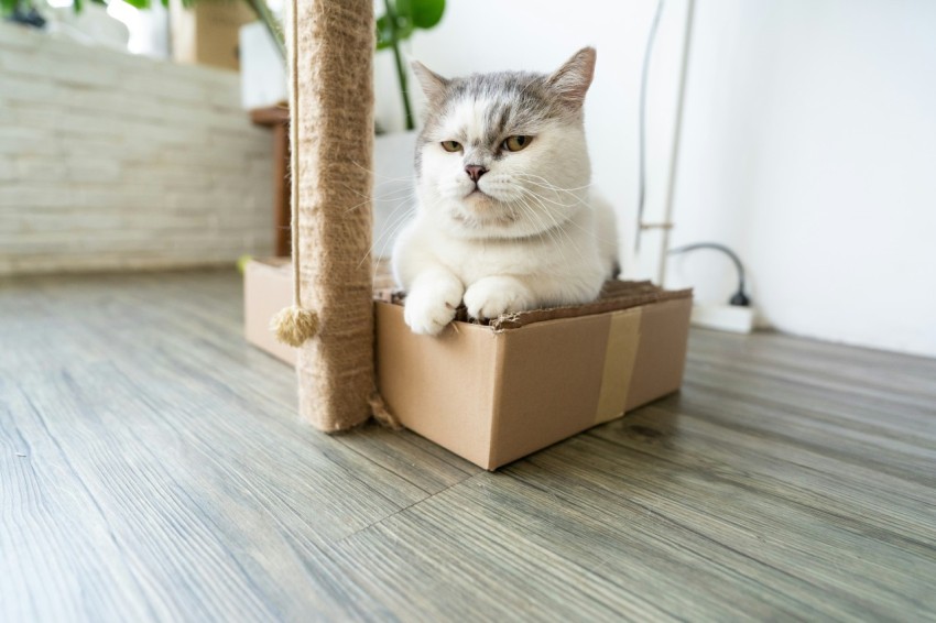 white and gray cat in brown cardboard box