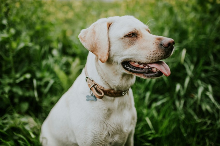 short coated white dog