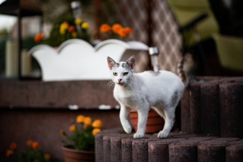 cat on gray pavement