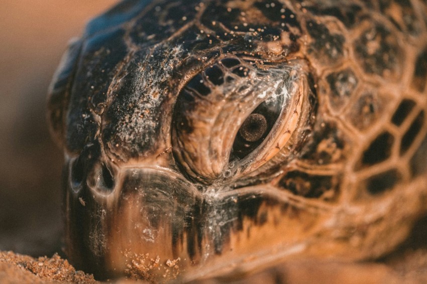 macro photography of black and brown sea turtle KKK