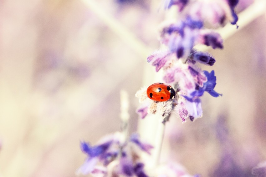 red and black seven spot ladybird perched on purple petaled flower selective focus photography