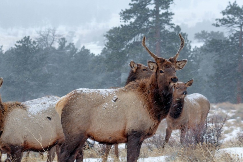 closeup photo of deer near trees