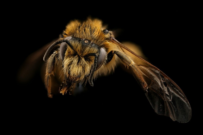 brown and black bee in close up photography