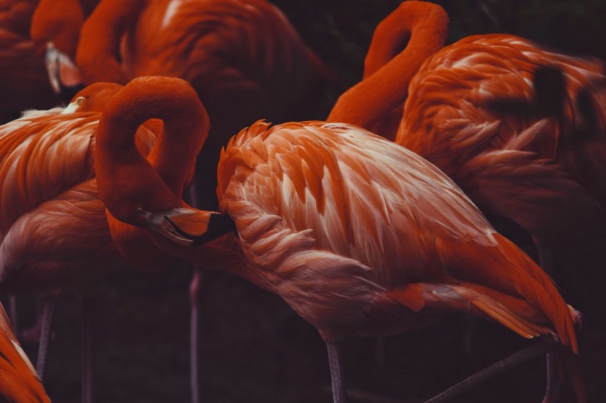 close up photography of pink flamingos