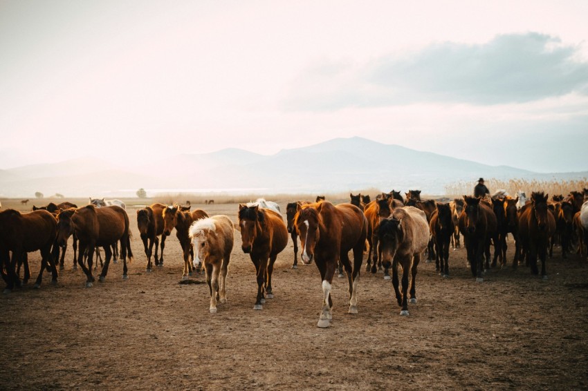 a herd of horses walking across a dirt field