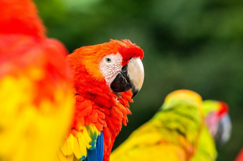 scarlet macaw