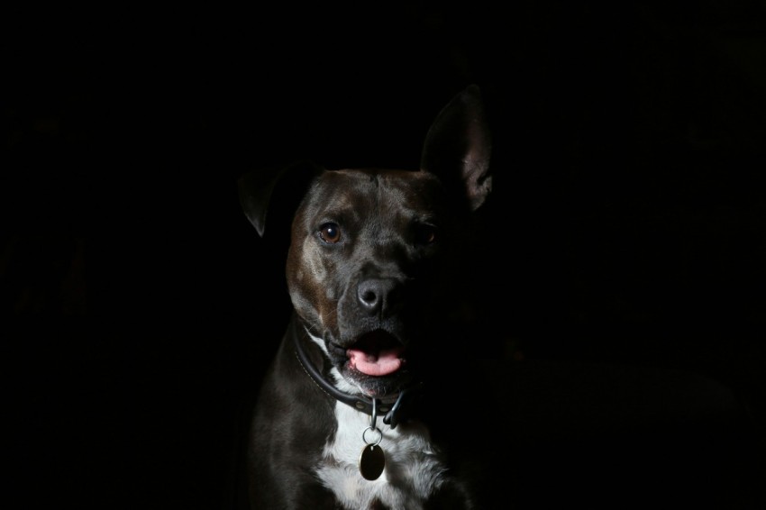 short coated black and white dog