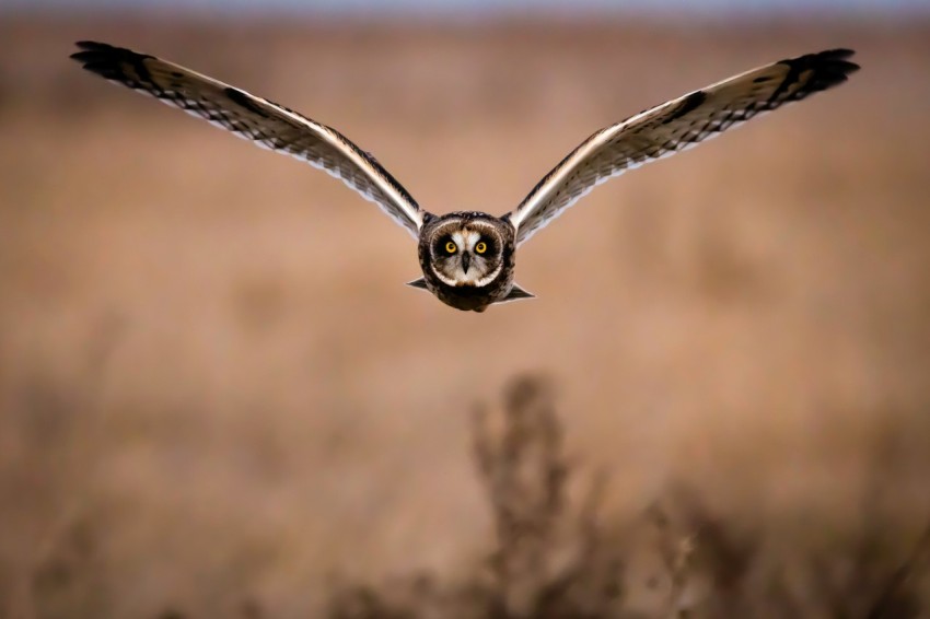 brown and white owl on brown tree branch during daytime m