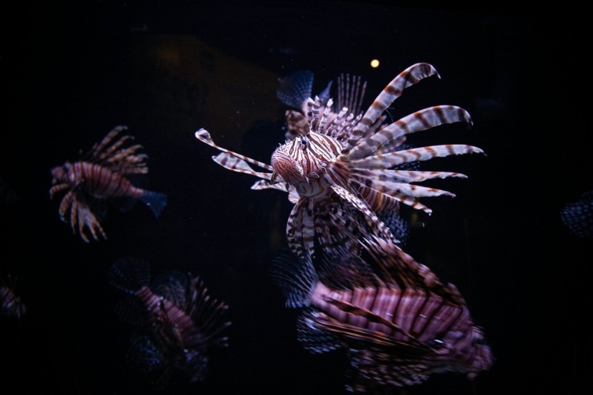 underwater photography of fish