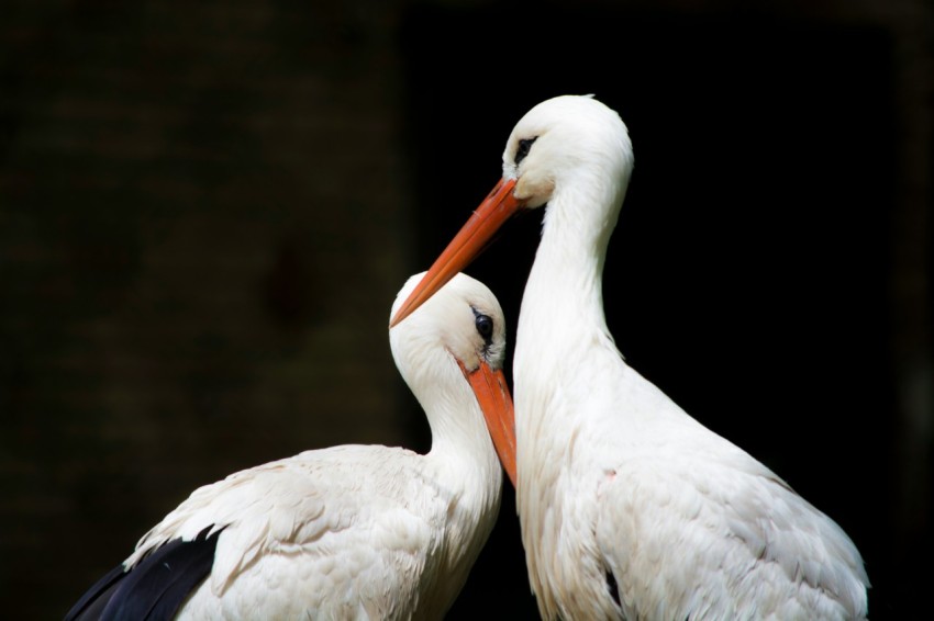 two white storks