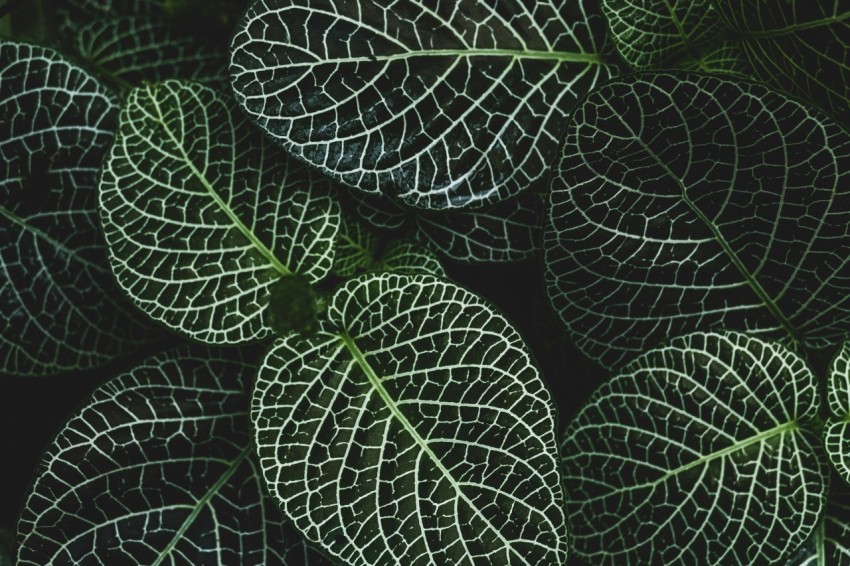 selective focus photography of fittonia plant