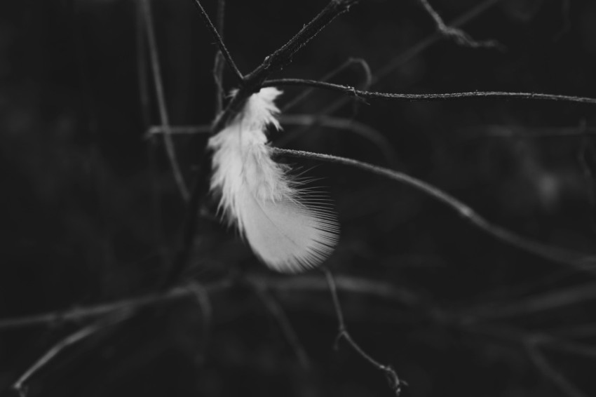 feather on tree branch N6d