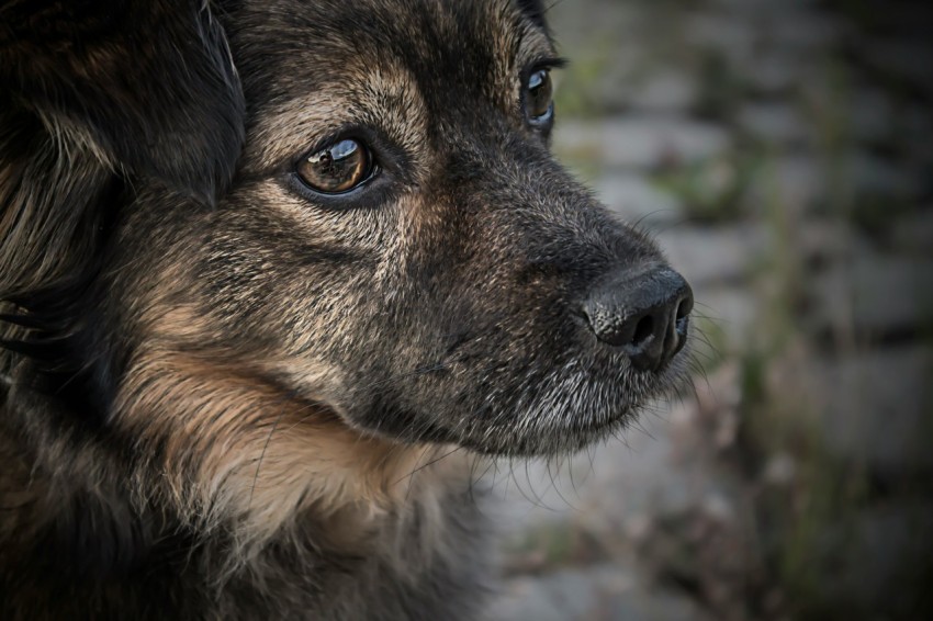 black and tan german shepherd puppy