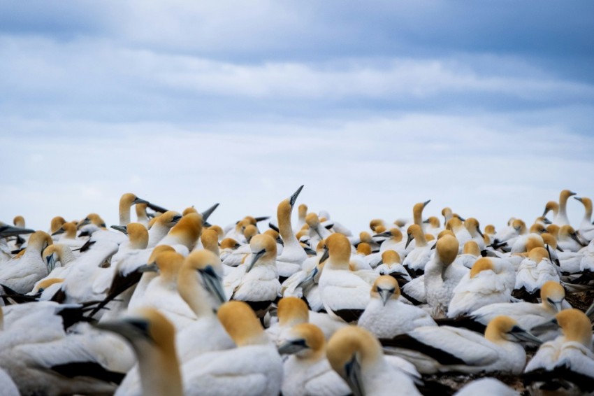 a large flock of birds sitting on top of each other