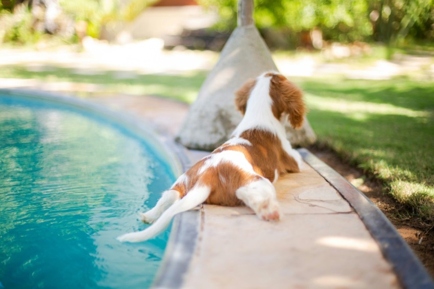 white and brown short coat dog on pool during daytime