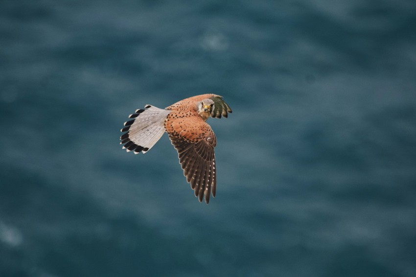 a bird flying over a body of water