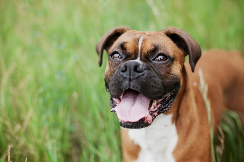 short coated brown dog on green grass field 5ylV