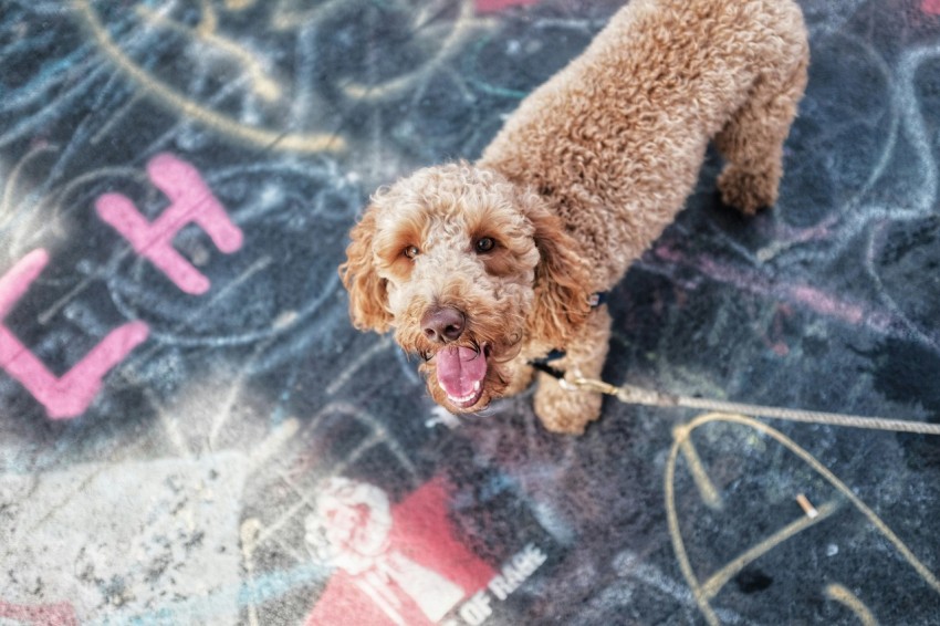 short coated brown dog with leash