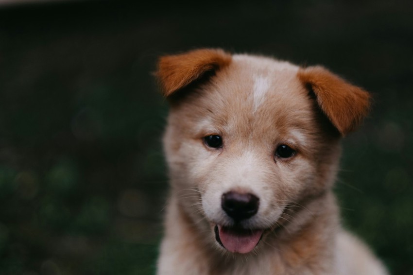 short coated brown puppy