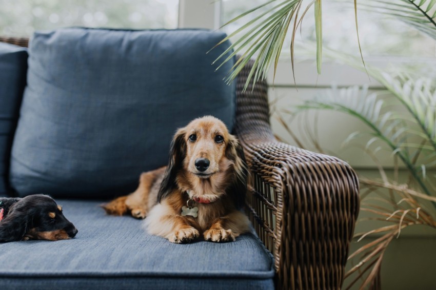 brown dog lying on sofa