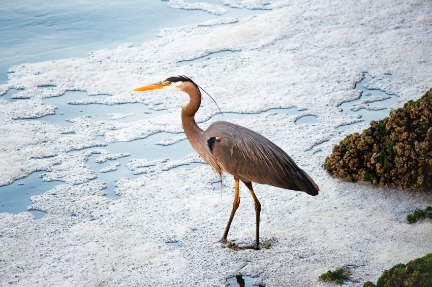 brown bird standing on snow