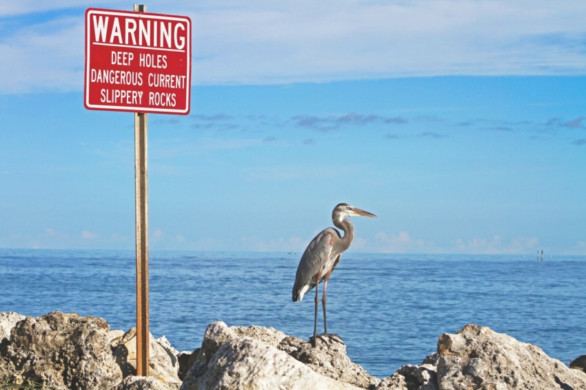 gray bird standing beside warning signage near body of water during daytime