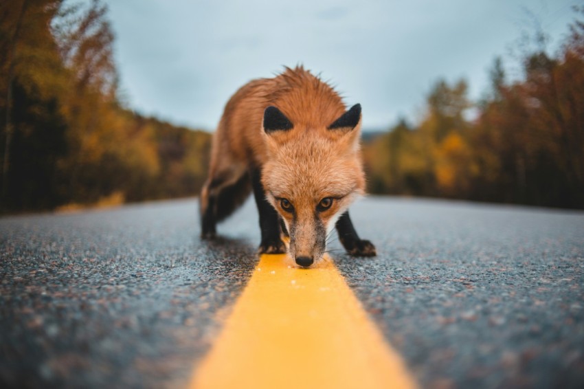 red fox on concrete road