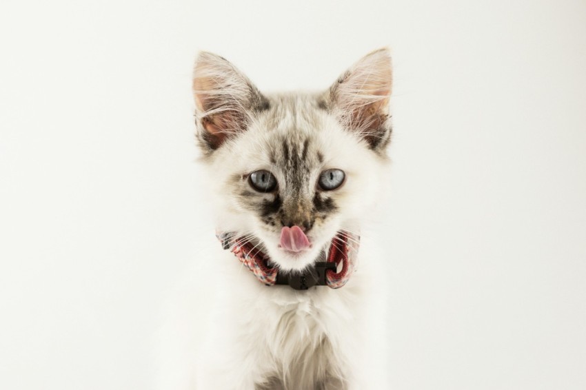 persian cat standing beside white wall