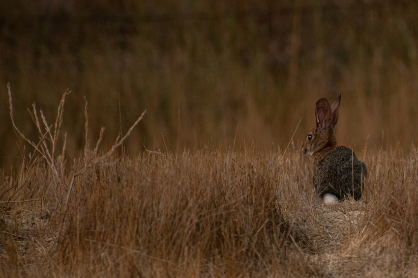 brown rabbit on brown grass field during daytime