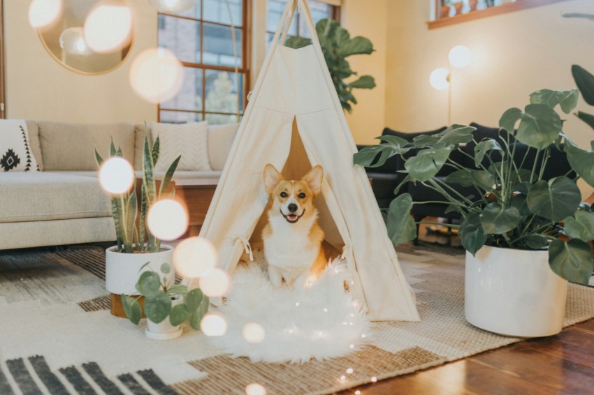 brown and white dog sitting under white hut cX