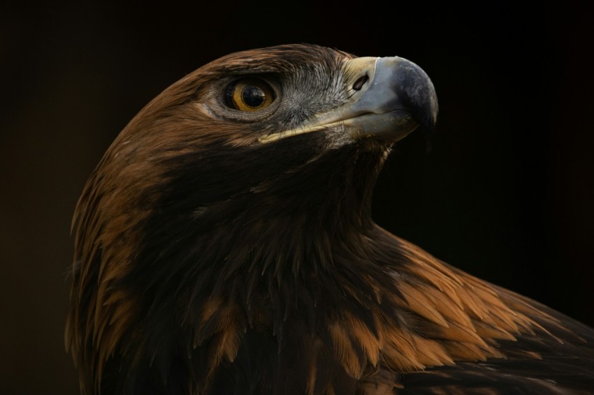 a brown and black bird