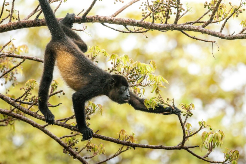 a monkey hanging on to a tree branch