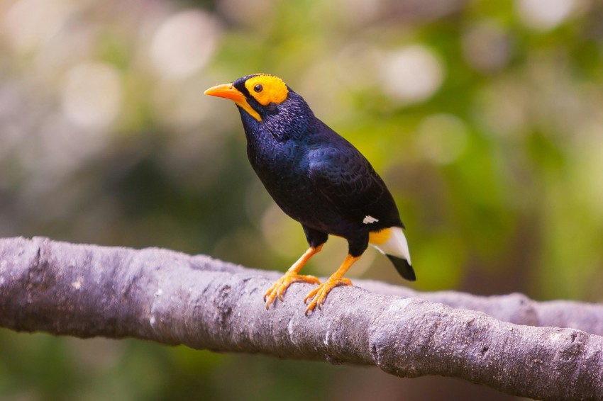 short beaked black orange and white bird on tree branch