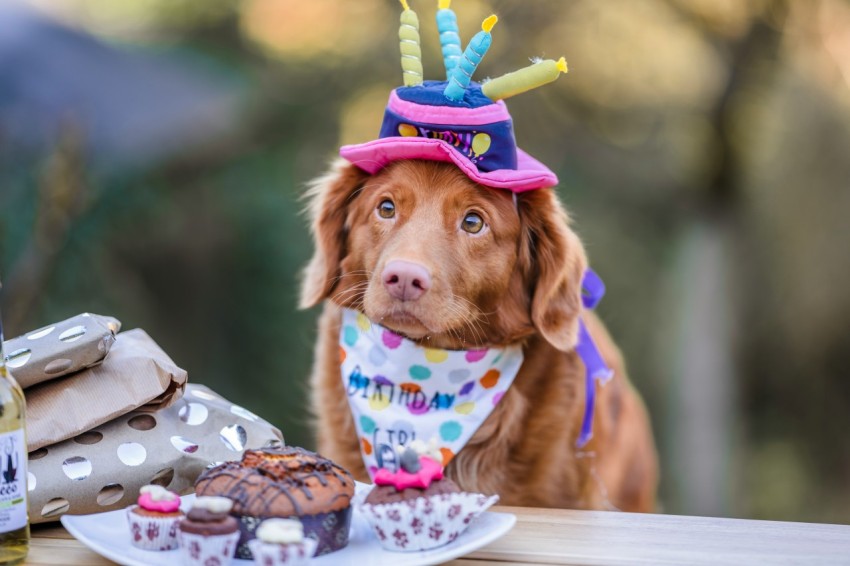 brown long coated dog wearing pink and white polka dot shirt