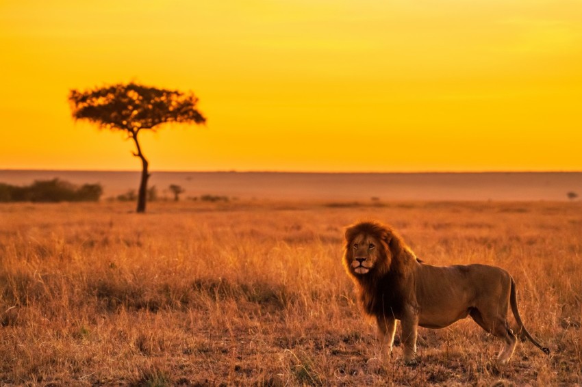 lion on brown grass field during daytime