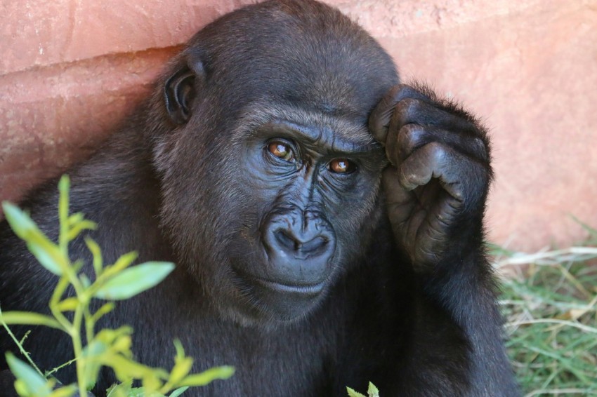 gorilla