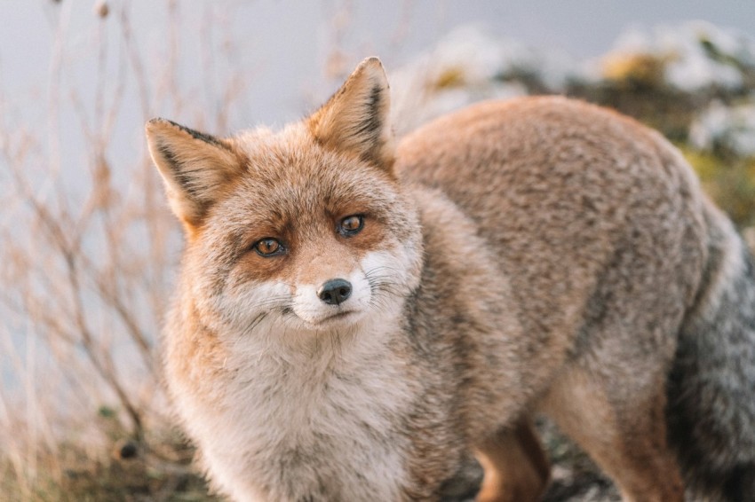 a close up of a fox on a field