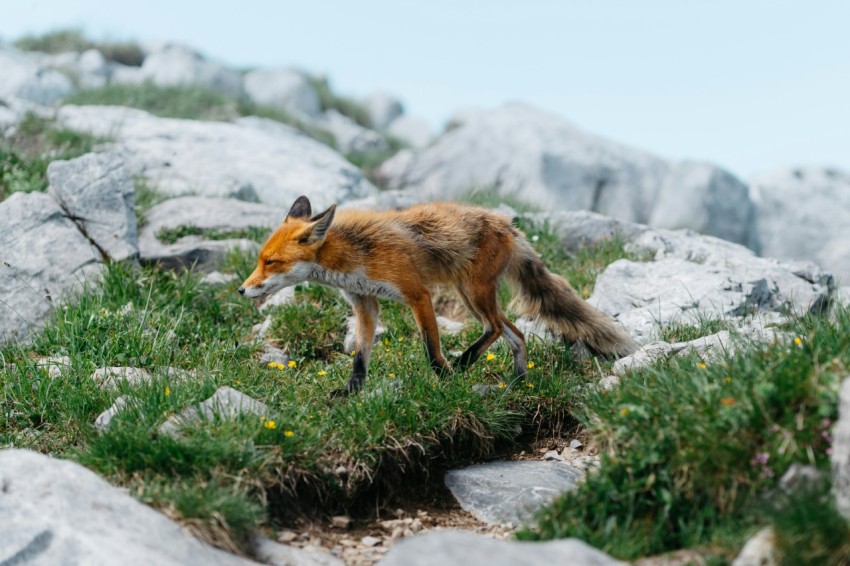 a red fox walking across a lush green field