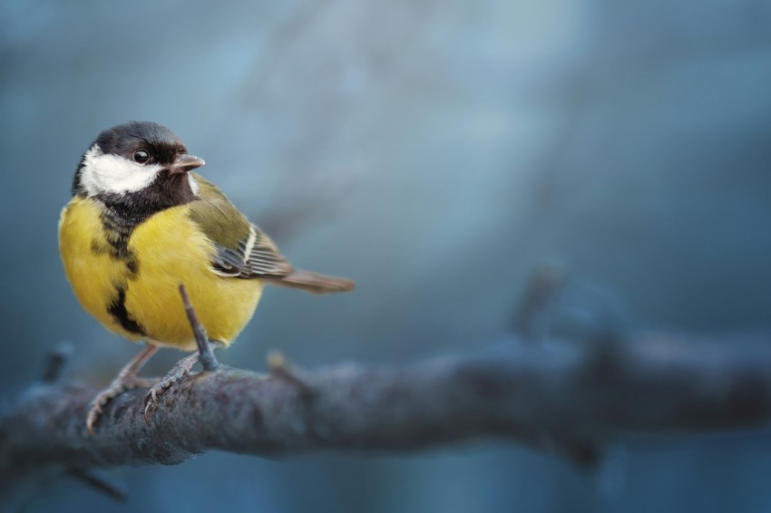 a small yellow and black bird sitting on a branch