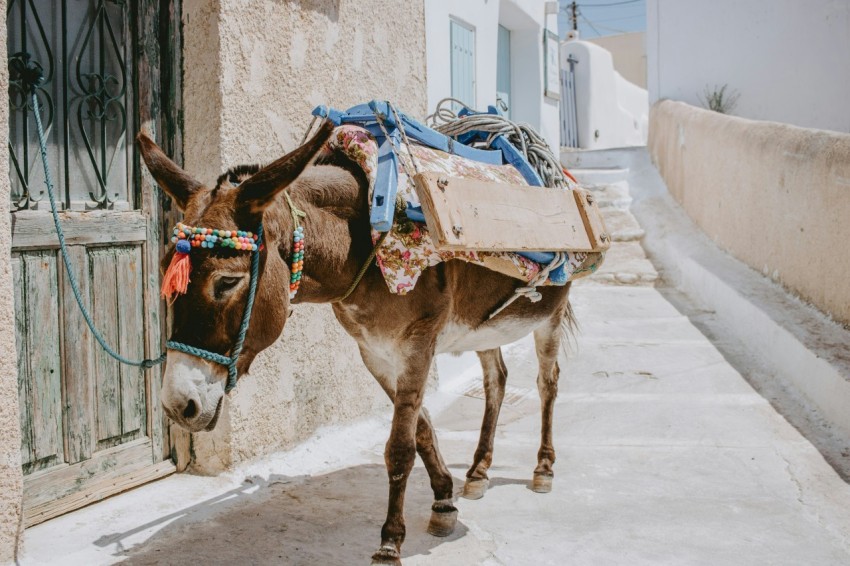 brown horse with white and red carriage on the street