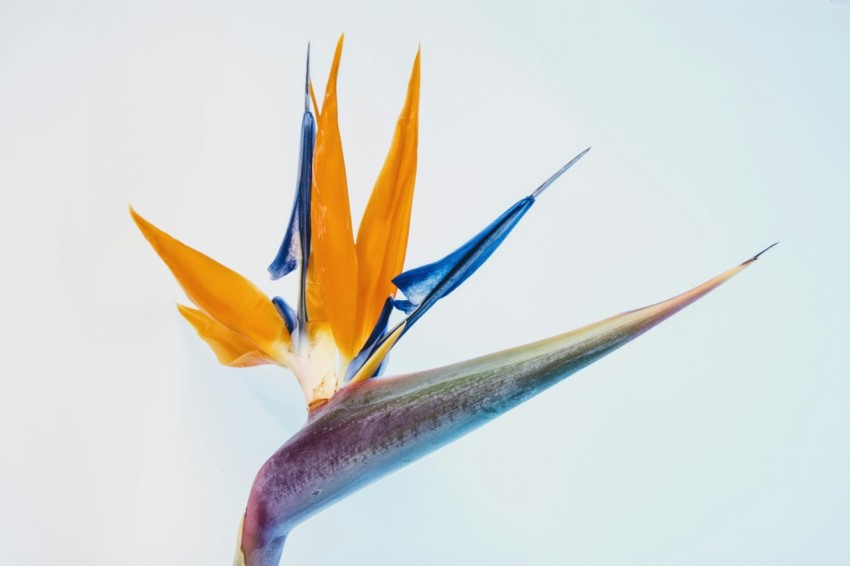 birds of paradise on focus photo y