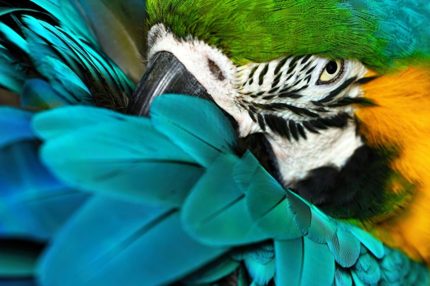 a close up of a colorful bird with feathers