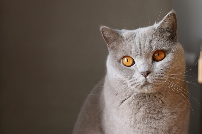 rules of third photography of orange eyed gray cat