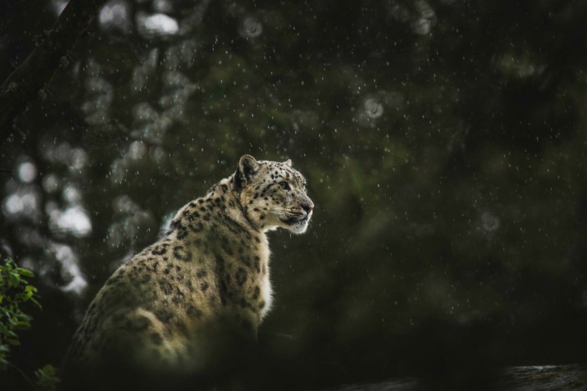 leopard looking at the right