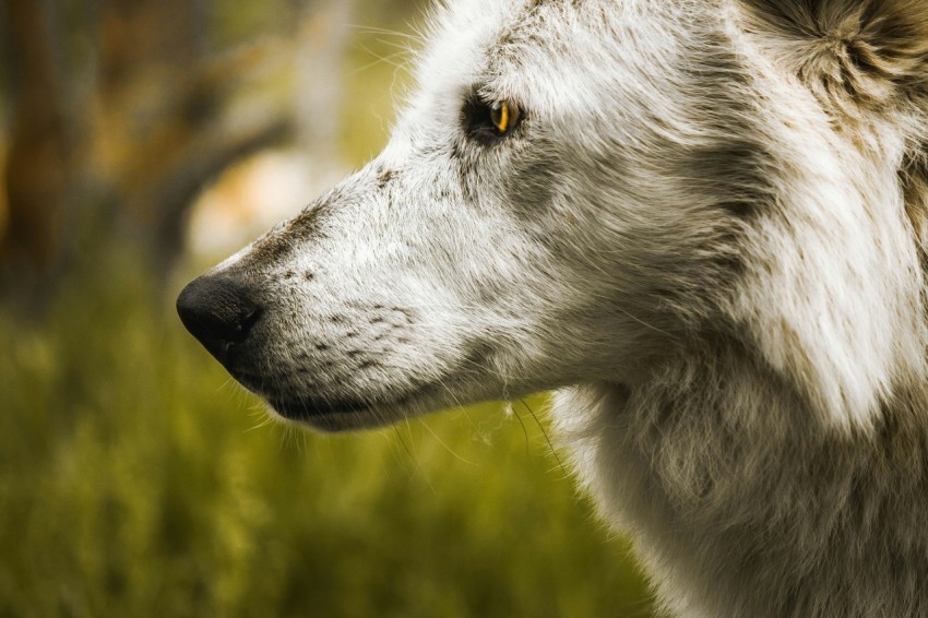 selective focus photography of gray dog