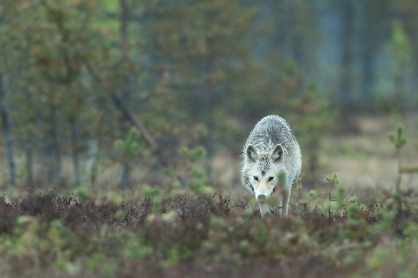 gray and white wolf walking on green grass during daytime THf