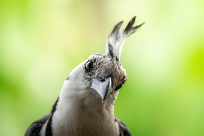 a close up of a bird with a blurry background vwAu