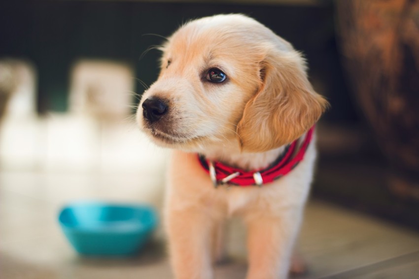 selective focus photography of short coated brown puppy facing right side